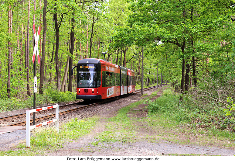 Eine Straßenbahn in Dresden im Wald bei Hellerau