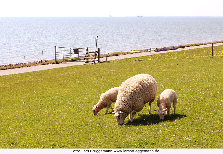 Deichschaf in Dagebüll auf dem Deich