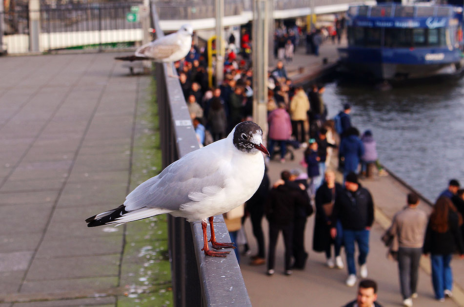Eine Möwe an den St. Pauli Landungsbrücken in Hamburg an der Elbe