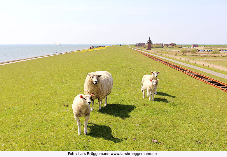 Die Halligbahn von Dagebüll nach Oland und Langeneß mit einem Deichschaf und Lämmern